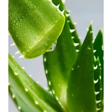 Aloe Vera: The Secret to Skin and Hair Care